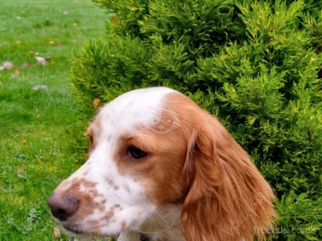 Cocker Spaniel puppies for sale in Whitchurch, Shropshire – 1 year old - Image 1 of 5