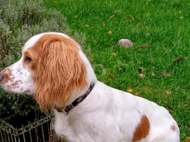 Cocker Spaniel puppies for sale in Whitchurch, Shropshire – 1 year old - Image 2 of 5