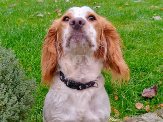 Cocker Spaniel puppies for sale in Whitchurch, Shropshire – 1 year old - Image 3 of 5