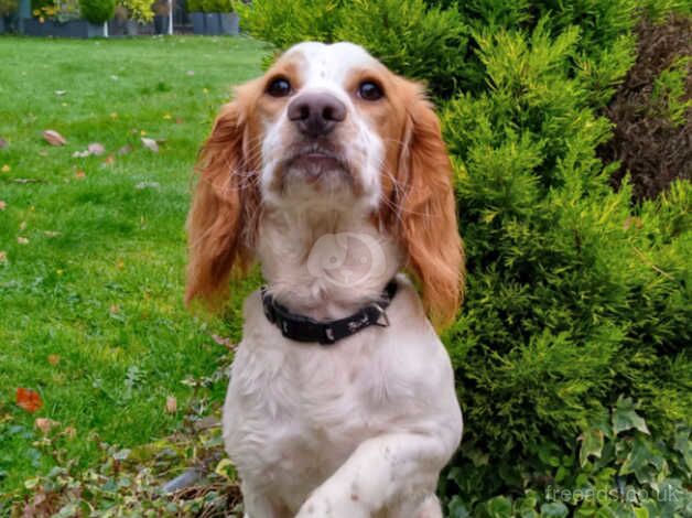 Cocker Spaniel puppies for sale in Whitchurch, Shropshire – 1 year old - Image 4 of 5