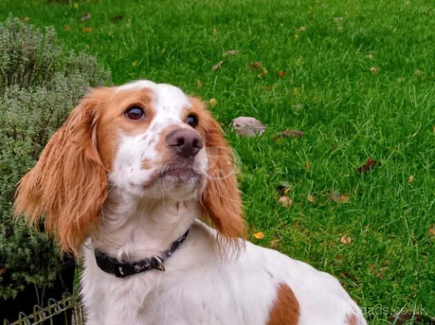 Cocker Spaniel puppies for sale in Whitchurch, Shropshire – 1 year old - Image 5 of 5