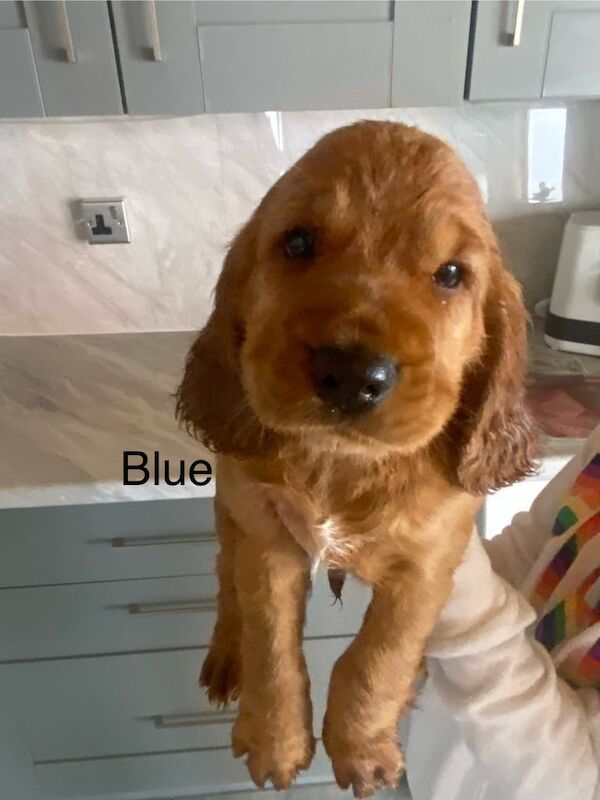 Cocker Spaniel puppies for sale in Newark, Cambridgeshire – KC registered, 7 weeks old