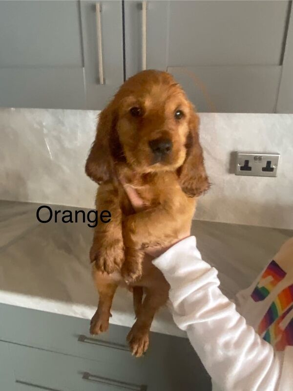 Cocker Spaniel puppies for sale in Newark, Cambridgeshire – KC registered, 10 weeks old - Image 2 of 3