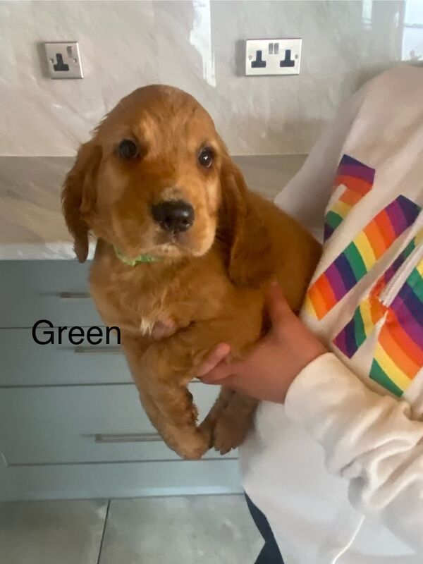 Cocker Spaniel puppies for sale in Newark, Cambridgeshire – KC registered, 10 weeks old - Image 3 of 3