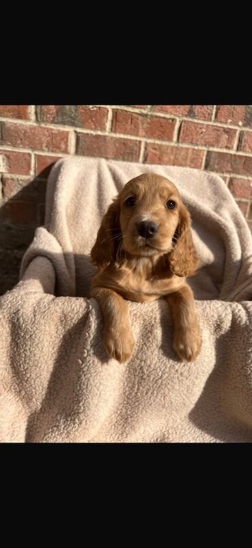 KC registered puppies for sale in Newark, Cambridgeshire - Image 2