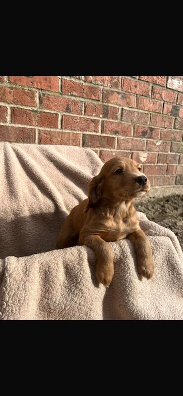 KC registered puppies for sale in Newark, Cambridgeshire - Image 3