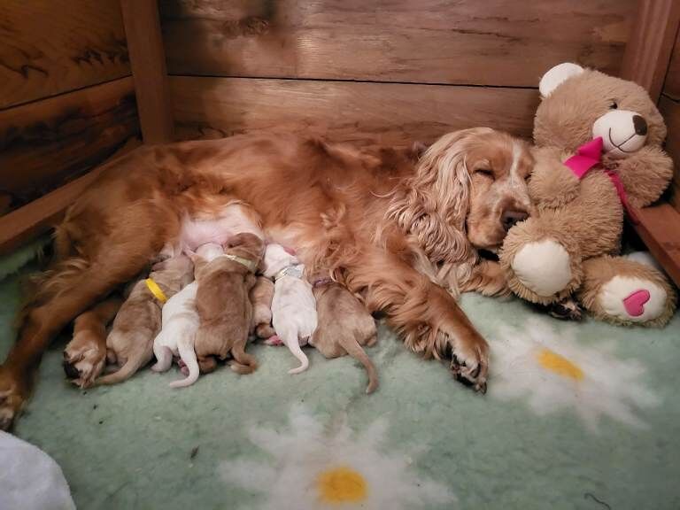 Cocker Spaniel puppies for sale in Borrowstounness, Falkirk – KC registered, 5 weeks old