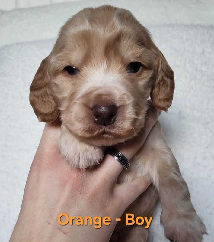 Cocker Spaniel puppies for sale in Borrowstounness, Falkirk – KC registered, 5 weeks old - Image 2 of 3
