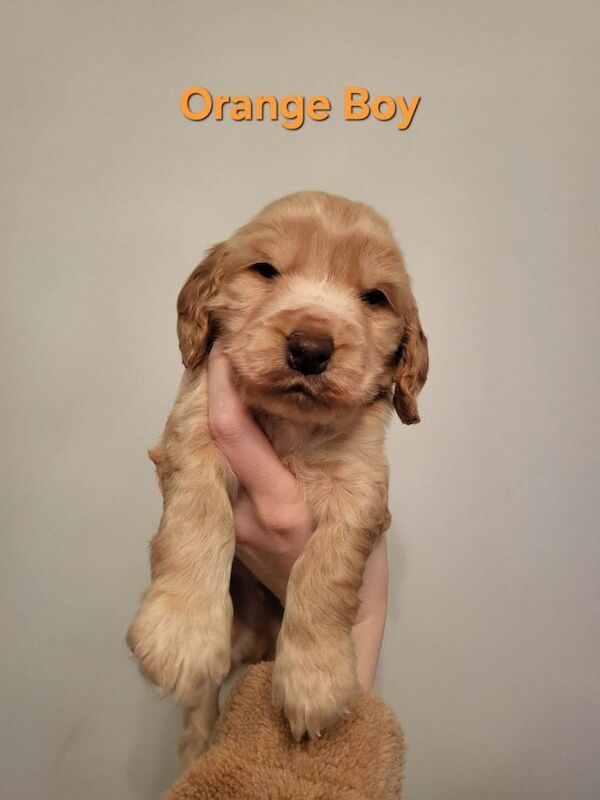 Cocker Spaniel puppies for sale in Borrowstounness, Falkirk – KC registered, 5 weeks old - Image 3 of 3