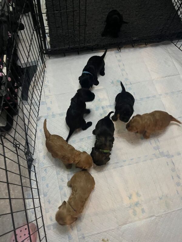 Cocker Spaniel puppies for sale in Magherafelt, County Londonderry – 4 weeks old