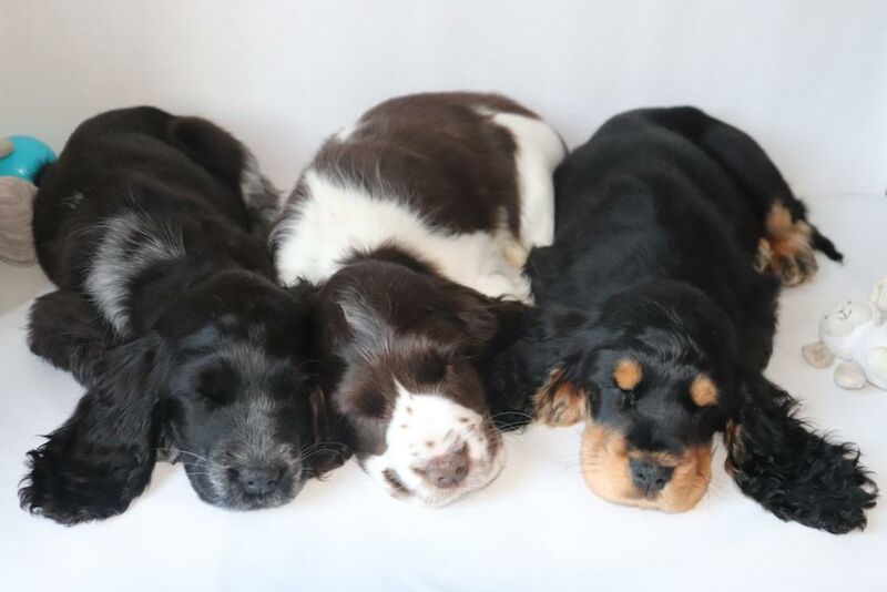 Kennel Club Spaniel Puppies atelieryuwa.ciao.jp
