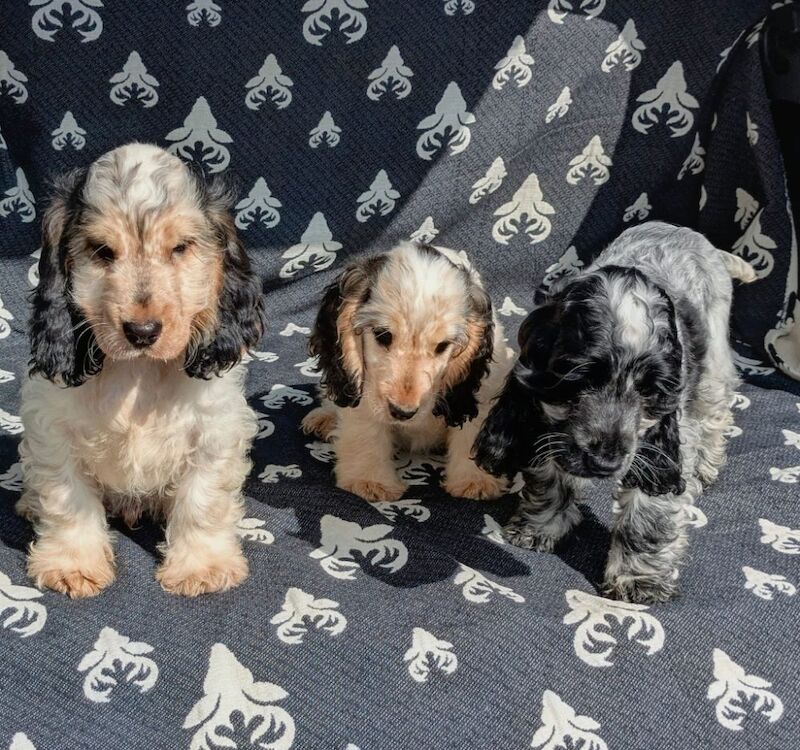 KC registered Show cocker spaniels - Image 5 of 8