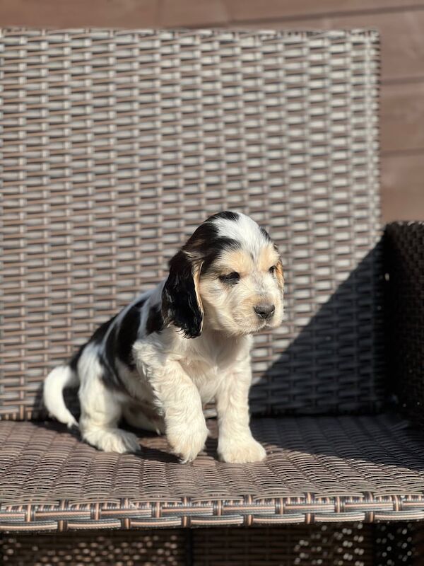 KC registered Show Cocker Spaniels - Image 2 of 3