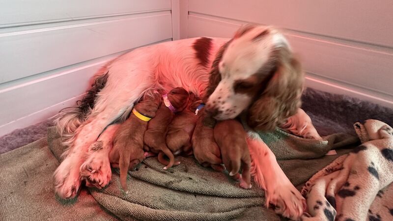 Cocker Spaniel puppies for sale in Brockham, Surrey – KC registered, 11 months old - Image 2 of 3