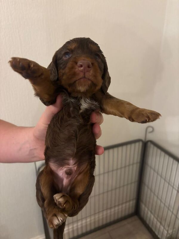 KC registered WCS cocker spaniels
