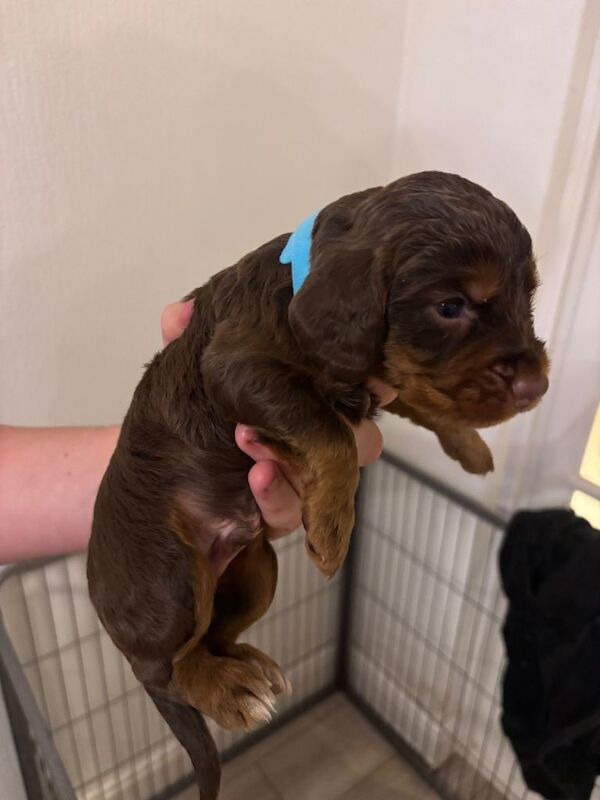 KC registered WCS cocker spaniels - Image 2 of 4