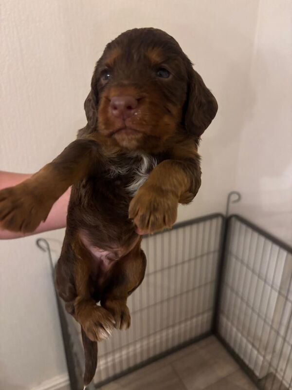 KC registered WCS cocker spaniels - Image 3 of 4