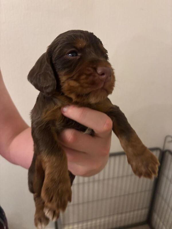 KC registered WCS cocker spaniels - Image 4 of 4