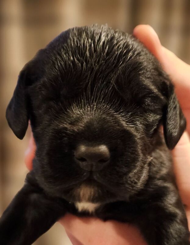 KC registered working cocker spaniel puppies for sale