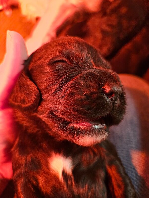 KC registered working cocker spaniel puppies for sale - Image 2 of 10