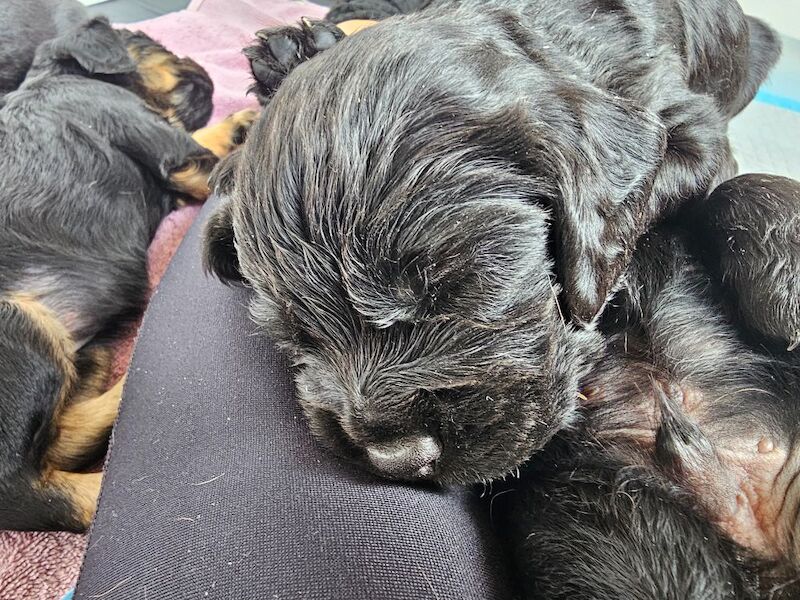 KC registered working cocker spaniel puppies for sale - Image 3 of 10