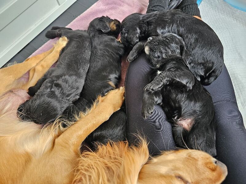 KC registered working cocker spaniel puppies for sale - Image 4 of 10