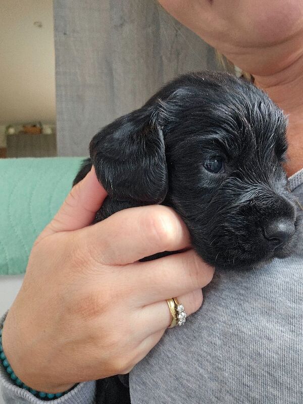 KC registered working cocker spaniel puppies for sale - Image 5 of 10