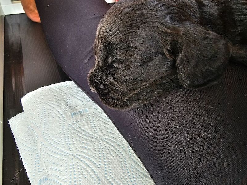 KC registered working cocker spaniel puppies for sale - Image 6 of 10