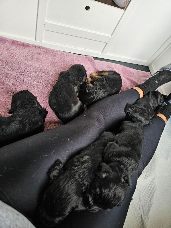 KC registered working cocker spaniel puppies for sale - Image 7 of 10