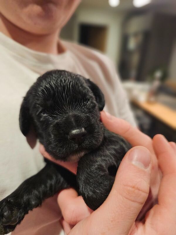 KC registered working cocker spaniel puppies for sale - Image 8 of 10