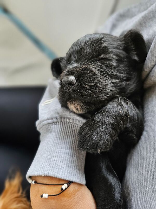 KC registered working cocker spaniel puppies for sale - Image 9 of 10