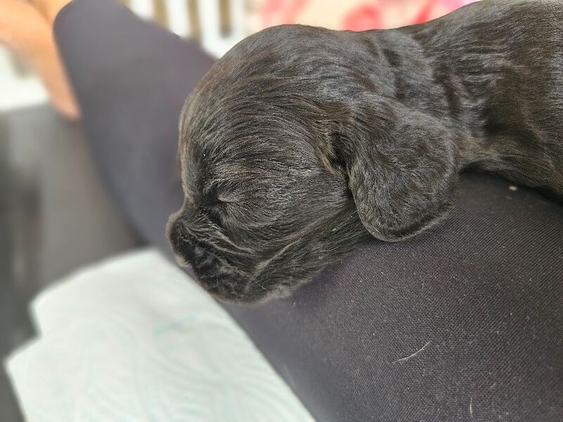 KC registered working cocker spaniel puppies for sale - Image 10 of 10