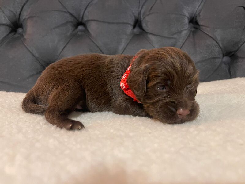 LAST PUP LEFT! READY NOW!KC Registered working cocker spaniel puppies FULL PEDIGREE for sale in Matlock, Derbyshire | Image 4