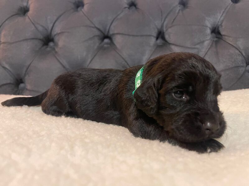 Cocker Spaniel puppies for sale in Matlock, Derbyshire – KC registered, 1 year old - Image 5 of 13