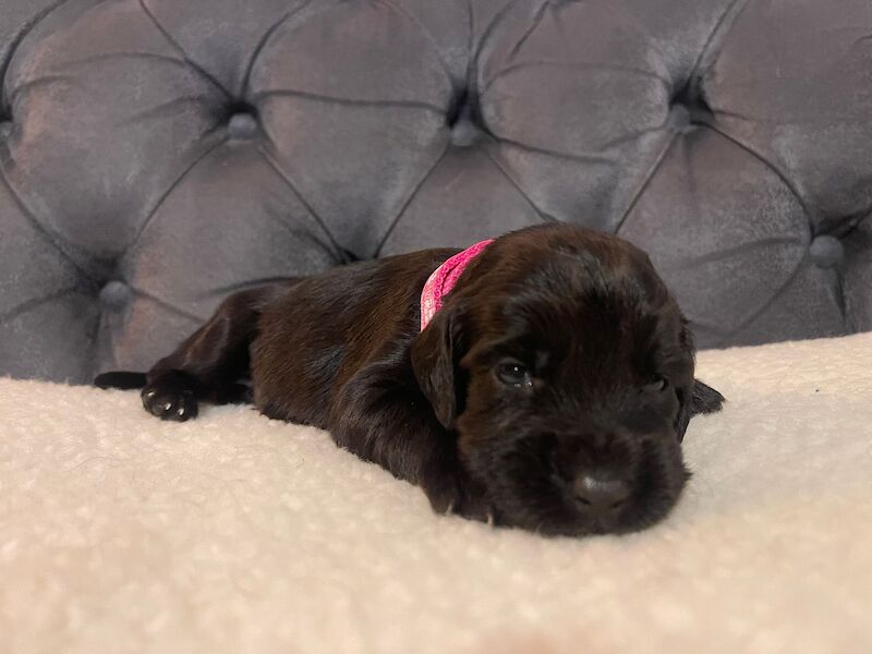 Cocker Spaniel puppies for sale in Matlock, Derbyshire – KC registered, 1 year old - Image 6 of 13