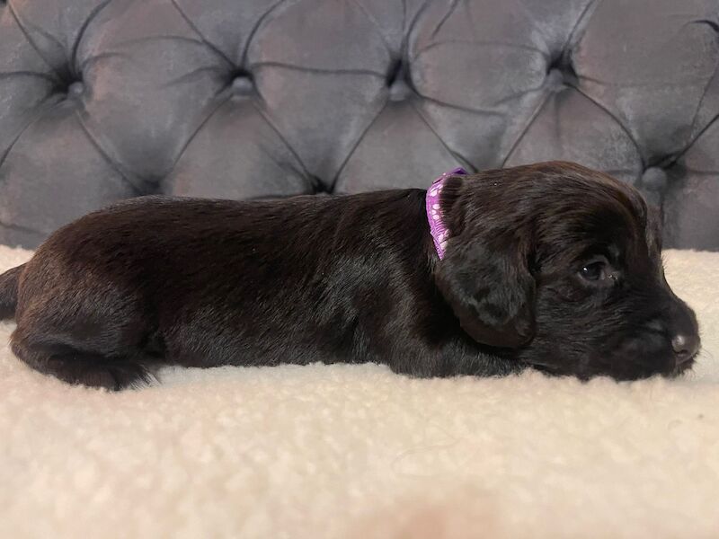Cocker Spaniel puppies for sale in Matlock, Derbyshire – KC registered, 1 year old - Image 7 of 13