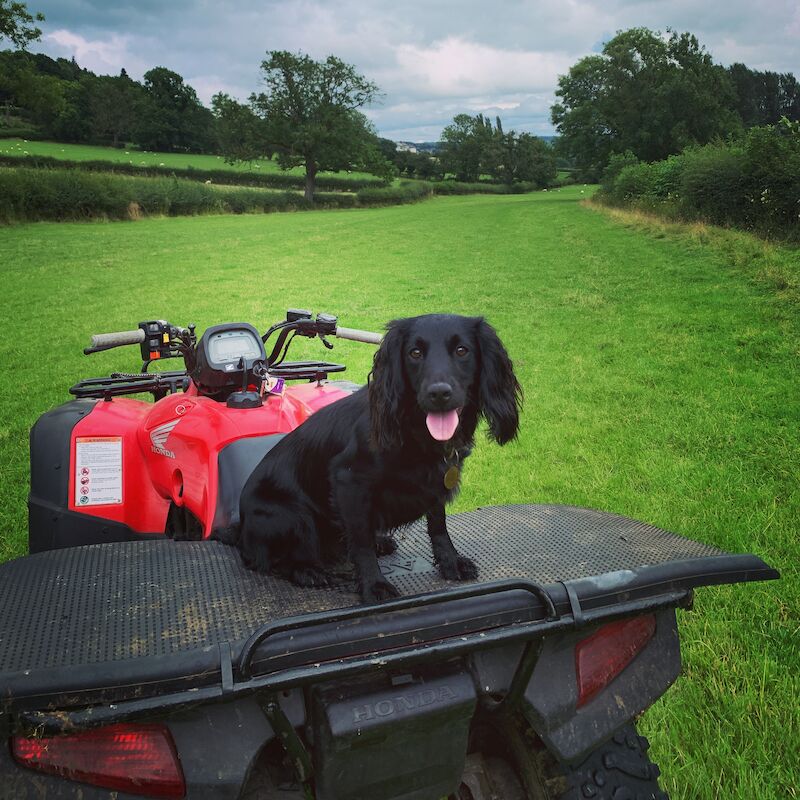 Cocker Spaniel puppies for sale in Matlock, Derbyshire – KC registered, 1 year old - Image 9 of 13