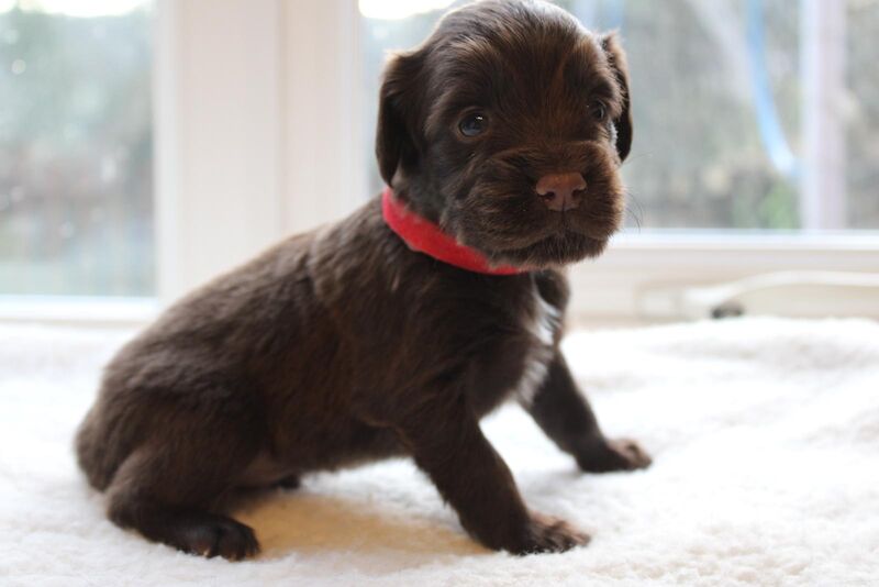 Cocker Spaniel puppies for sale in Matlock, Derbyshire – KC registered, 1 year old - Image 10 of 13