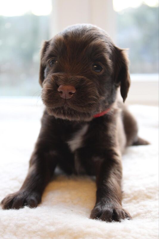 Cocker Spaniel puppies for sale in Matlock, Derbyshire – KC registered, 1 year old - Image 12 of 13