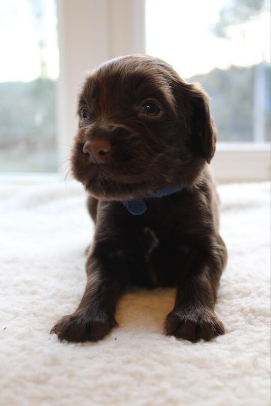 Cocker Spaniel puppies for sale in Matlock, Derbyshire – KC registered, 1 year old - Image 13 of 13