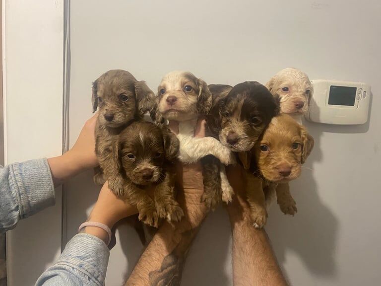 Cocker Spaniel puppies for sale in Totton, Hampshire – KC registered, 6 weeks old