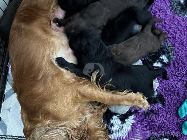Cocker Spaniel puppies for sale in Folkestone, Kent – 1 year old - Image 1 of 3