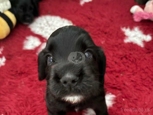 Cocker Spaniel puppies for sale in Folkestone, Kent – 1 year old - Image 2 of 3