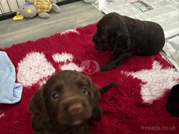 Cocker Spaniel puppies for sale in Folkestone, Kent – 1 year old - Image 3 of 3