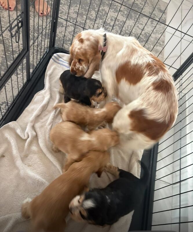 Kc show cocker spaniel puppy’s - Image 5 of 5