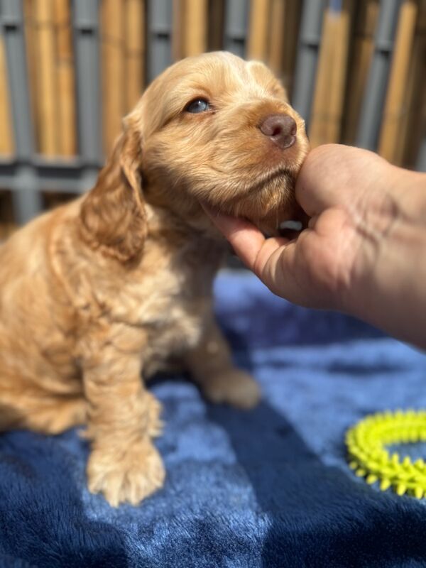 KC show cocker spaniel puppy's for sale in East Riding of Yorkshire