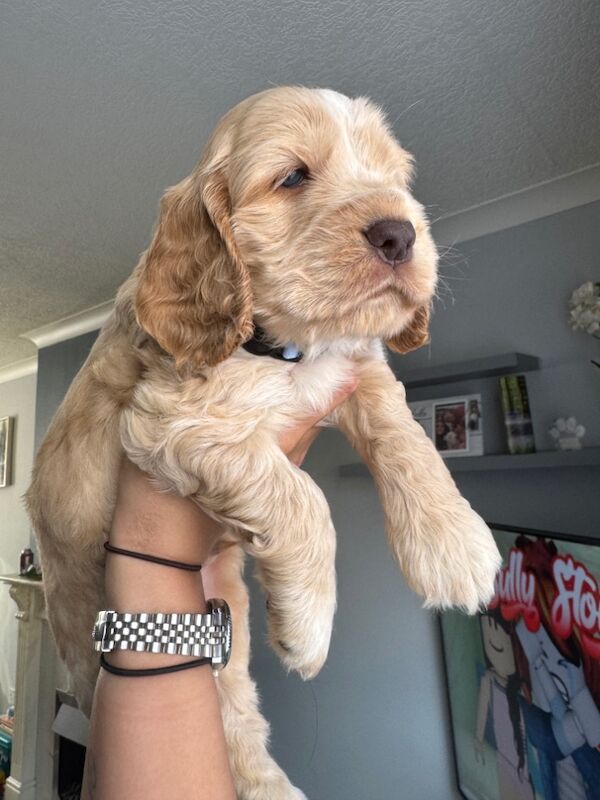 KC show cocker spaniel puppy's for sale in East Riding of Yorkshire - Image 2