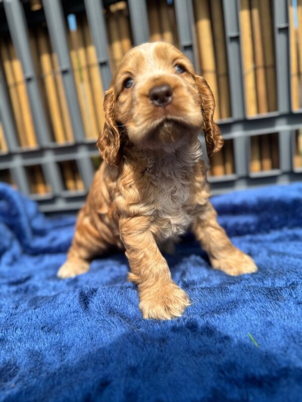 KC show cocker spaniel puppy's for sale in East Riding of Yorkshire - Image 3