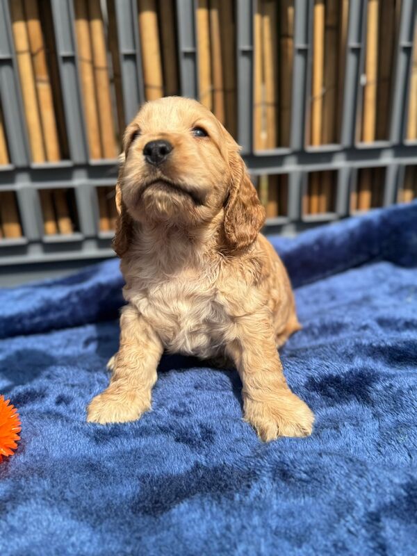 KC show cocker spaniel puppy's for sale in East Riding of Yorkshire | Image 4
