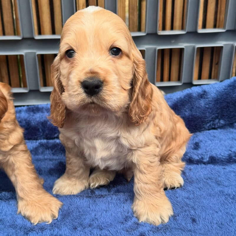 KC show cocker spaniel puppy's for sale in East Riding of Yorkshire - Image 6